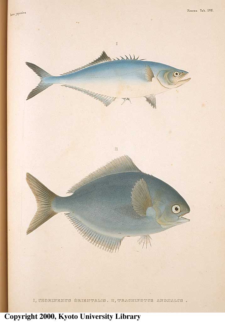 Psenopsis anomala (Temminck & Schlegel, 1844)